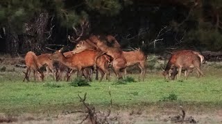 Plaatshert beslaat meerdere hindes  Stag covering hinds [upl. by Lajib]