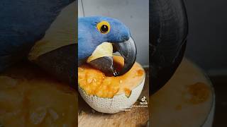 Hyacinth MACAW CANNOT get enough PUMPKIN Shorts [upl. by Ruthe]