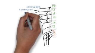 How to draw lombal plexus and sacral plexus for anesthetists [upl. by Nahtanaj525]