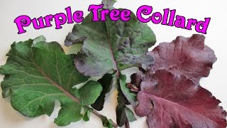 A Closer Look At The Amazingly Abundant Purple Tree Collard [upl. by Drallim]