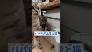 【猫動画】猫へのお土産が好評で大興奮なパパwww shorts [upl. by Norford111]