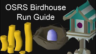 OSRS Easy Birdhouse Run Guide Fossil Island Runescape [upl. by Aneladdam140]