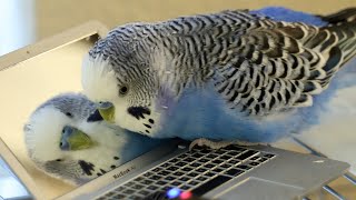 Budgerigar makes friends with reflection in miniature laptop [upl. by Marsden993]