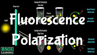 Fluorescence Polarization  Fluorescence Polarization Tag Assays [upl. by Ttcos]