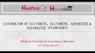 CATABOLISM OF ASPARTATE ASPARAGINE amp GLUTAMATE GLUTAMINE [upl. by Smaj]