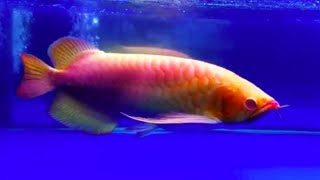 The Worlds Most Expensive Arowana Fish  One and Only Red Arowana Fish in the world Rare Arowana [upl. by Farica]