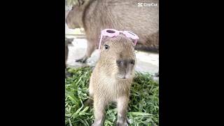 capybara cute Capybara edit😜😎 animals capybaramemes [upl. by Kassey]