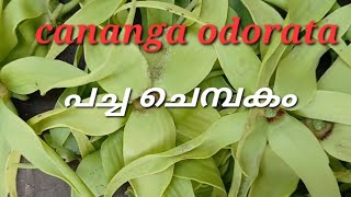 Ep 14 Cananga odorata ylang ylang [upl. by Bilski841]