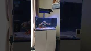 Aquarium laut vivaria optic clear 60x35x35 [upl. by Frey954]