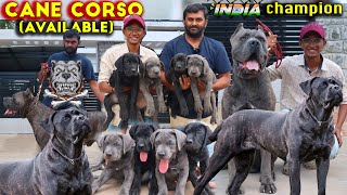 Cane Corso Italian Mastiff Dog Breed  Puppies Available  Corso Kennel Best Breed in South Indian [upl. by Beaston]