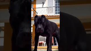 Cane Corso Dog breed  Dangerous Dog Cane Corso  Fearless Dog on Planet [upl. by Jenn805]