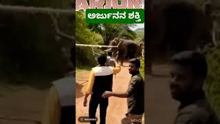 subscribe elephantmusic trending mysorepalace musicsong love dasaraelephant [upl. by Atnahsal]