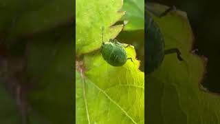 Common Green Shieldbug Nymph On Plant stinkbug insects nature [upl. by Ecital]