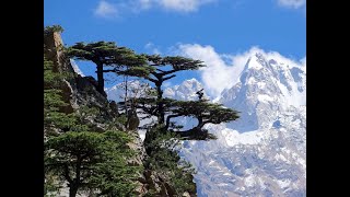 Deodar cedar Deodara cedrus Himalayan cedar quot Timber of the Godsquot Earths Most graceful tree [upl. by Anital]