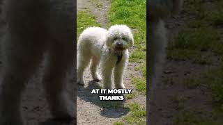 Lagotto Romagnolo  Best Truffle Hunter [upl. by Pronty]