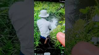 Umpan Lumut Campur Royco Bukin Gacor fishing shortvideo [upl. by Werda]