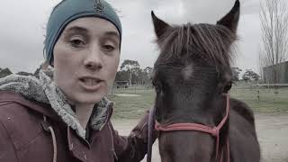 42ll How I kill self doubt Australian brumby challenge Lara Beth [upl. by Aikat]