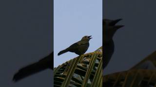 Palm tanager Thraupis palmarum melanoptera evening song in French Guiana birdsong birdsounds [upl. by Dnalevets]