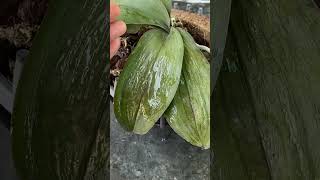 Its easy to restore wilted orchids orchids howtocarefororchids howtopropagateorchids [upl. by Atteuqahc]