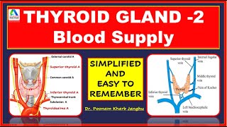 Thyroid gland anatomy  Thyroid gland blood supply  Thyroid gland arterial supply [upl. by Anitnatsnok61]