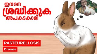 Pasteurellosis in Rabbits  മുയൽ രോഗങ്ങൾ  Rabbit Disease  Rabbit Farming Malayalam [upl. by Briscoe]