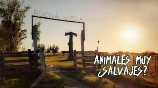 EXPLORO una ESTANCIA con animales ¿SALVAJES como protagonistas [upl. by Aihtenak603]