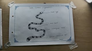 intermediate 148 zoology practicalsHow to draw sea snake 🐍🐍 Hydrophis [upl. by Maggio932]