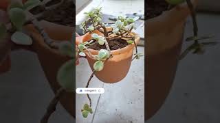 Variegated Jade plant elephant bush repotting 🌱shorts [upl. by Lisabeth]