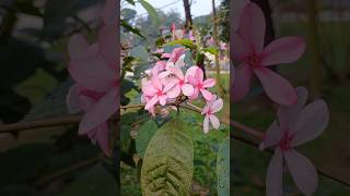 Pink Kopsia  flowering shrub [upl. by Kinny]