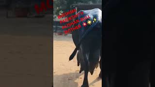 राजीव भाई साहब के डेयरी फार्म की सबसे शानदार मुर्रा भैंस 9866571111animals [upl. by Redmund]