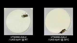 Neuronal Control of Drosophila Walking Direction [upl. by Inanuah]