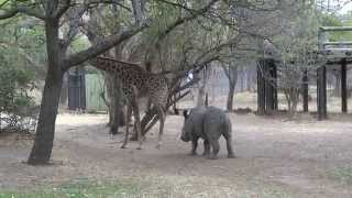 A giraffe kicked a naughty rhino ORIGINAL VIDEO [upl. by Enortna]