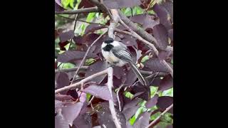 Black Capped Chickadee [upl. by Belak]