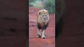 King of Jungle  The Lion King startone facts lion shorts trending animals [upl. by Annahsirhc]