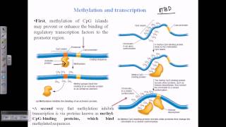 DNA methylation [upl. by Gladdy]