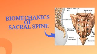 Sacral spine sacrum biomechanics with notes in detail [upl. by Neyud205]