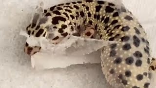 Leopard gecko’s struggle to shed its skin and embrace a renewed self  WooGlobe [upl. by Guyer844]