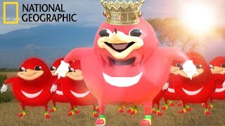 Ugandan Knuckles  Wildlife Documentary [upl. by Garlan]