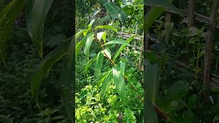 Costus plants short viral plants [upl. by Neetsuj370]