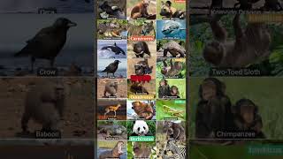 Carnivores vs Herbivores vs Omnivores animals carnivore herbivores omnivore [upl. by Roche]