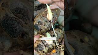 Grow Organic Turmeric In Container PotTipsगमले में ऑर्गेनिक हल्दी उगाएंashasgardenstoryshorts [upl. by Tinaret]