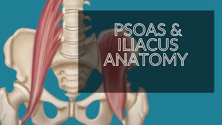 Anatomy Series  Psoas amp Iliacus Iliopsoas  Hip Flexors [upl. by Chalmer337]