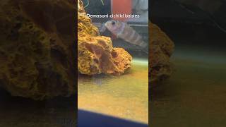 Demasoni Cichlids with Babies Mbuna Breeding [upl. by Ireland491]