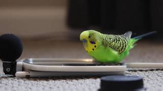 Budgie Bird With 35 Word Vocabulary Clear Audio [upl. by Say]