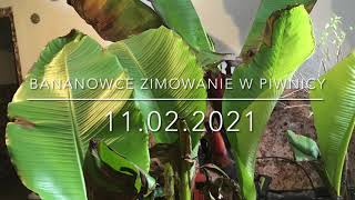 151🌴🍌Jak zimować bananowcebanany rośliny egzotyczne🍌🌴❄️11022021❄️🌴 [upl. by Sonnnie]