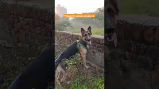 Pitbull Dog vs German Shepherd germanshepherd shorts pitbulldog [upl. by Chema37]