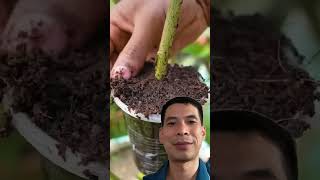 Effective of potato on lemon tree propagation shorts satisfying agriculture [upl. by Gaut]