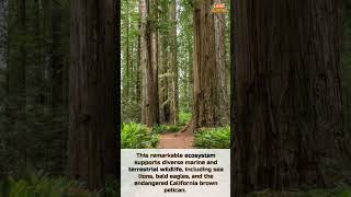 Redwood National and State Parks [upl. by Trimble]