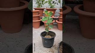 Growing Polyscias scutellaria plant  Repoting Polyscias scutellaria plant gardening shorts [upl. by Devi]