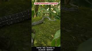 Unveiling the Papuan Taipan  Papua New Guineas Elusive Serpent [upl. by Afrika]